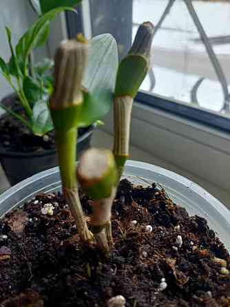 Распродажа молодых растений Донецк