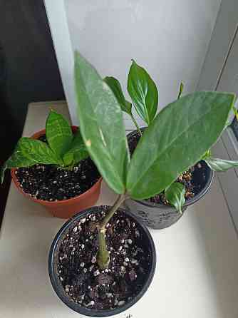 Распродажа молодых растений Донецк