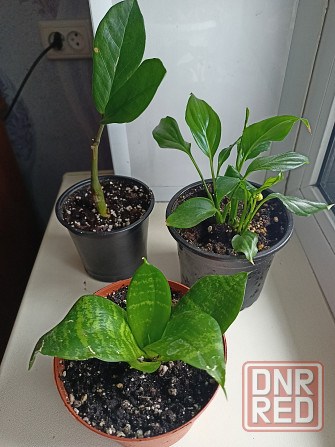 Распродажа молодых растений Донецк - изображение 3