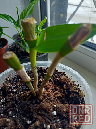 Распродажа молодых растений Донецк - изображение 5