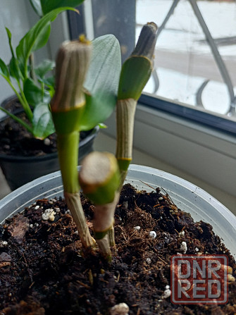 Распродажа молодых растений Донецк - изображение 4