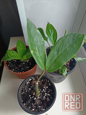 Распродажа молодых растений Донецк - изображение 2