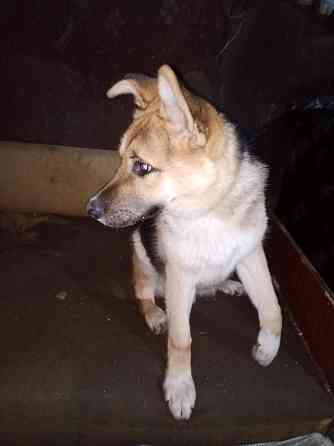 Немецкая овчарка Мариуполь