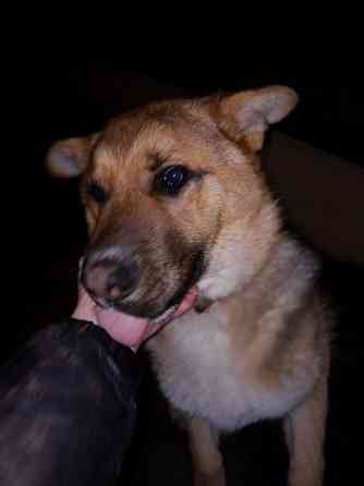 Немецкая овчарка Мариуполь