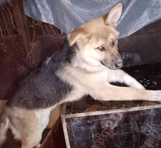 Немецкая овчарка Мариуполь