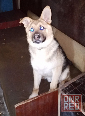 Немецкая овчарка Мариуполь - изображение 3