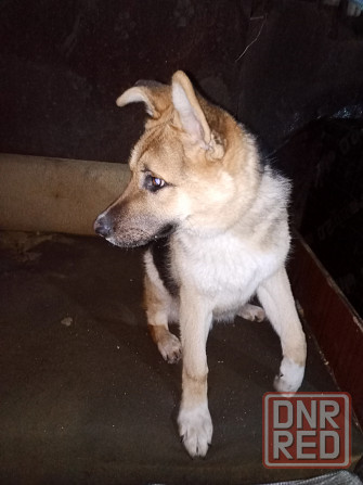 Немецкая овчарка Мариуполь - изображение 2