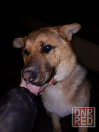 Немецкая овчарка Мариуполь - изображение 1