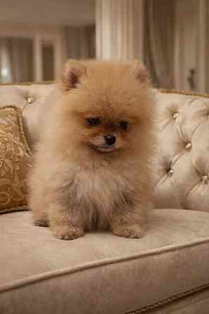 Малыши померанского шпица Донецк