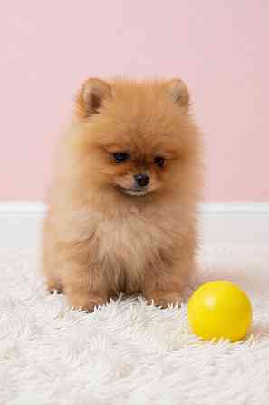 Малыши померанского шпица Донецк