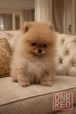 Малыши померанского шпица Донецк - изображение 2