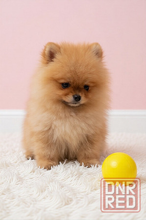 Малыши померанского шпица Донецк - изображение 1