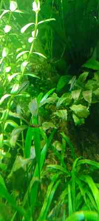 Аквариумные растения Донецк