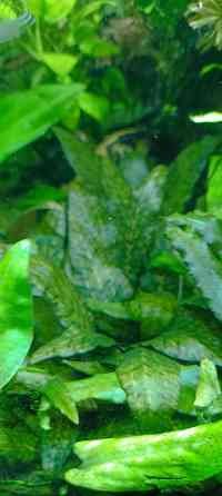 Аквариумные растения Донецк