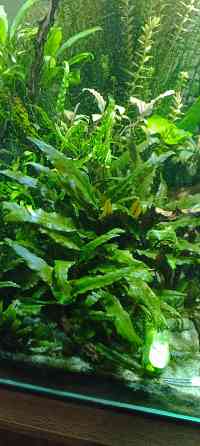 Аквариумные растения Донецк