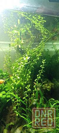 Аквариумные растения Донецк - изображение 8