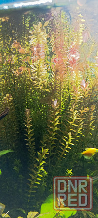 Аквариумные растения Донецк - изображение 1