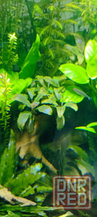 Аквариумные растения Донецк - изображение 6