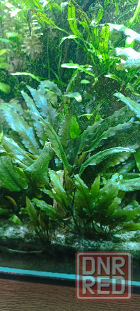 Аквариумные растения Донецк - изображение 3