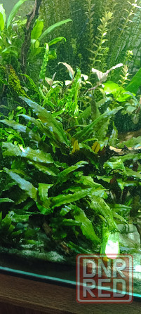 Аквариумные растения Донецк - изображение 2