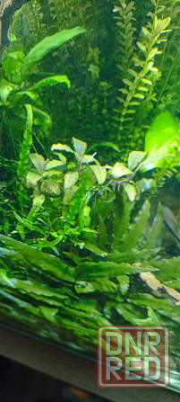 Аквариумные растения Донецк - изображение 7