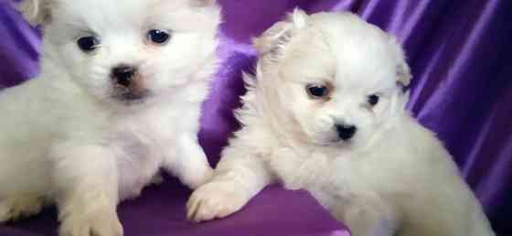 Слладкая парочка Донецк