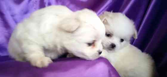 Слладкая парочка Донецк