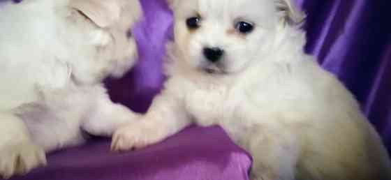 Слладкая парочка Донецк