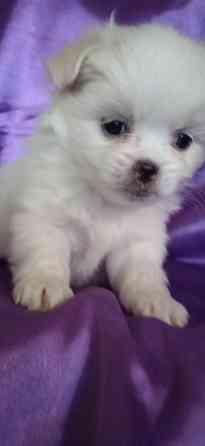 Слладкая парочка Донецк