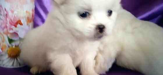 Слладкая парочка Донецк