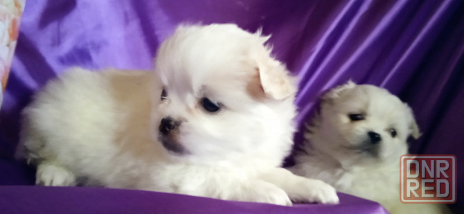 Слладкая парочка Донецк - изображение 7