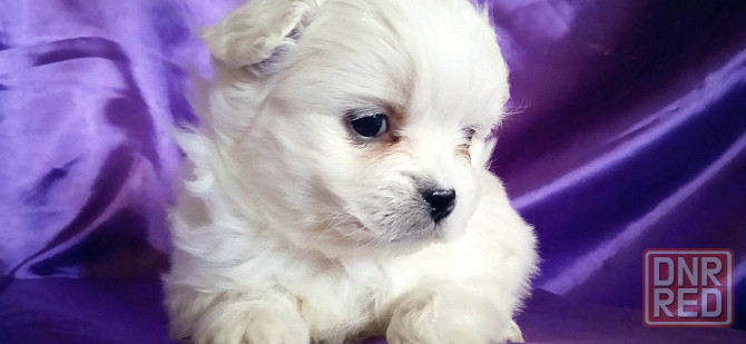 Слладкая парочка Донецк - изображение 2