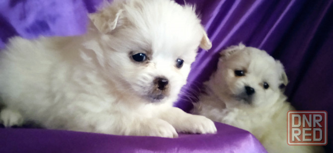 Слладкая парочка Донецк - изображение 8