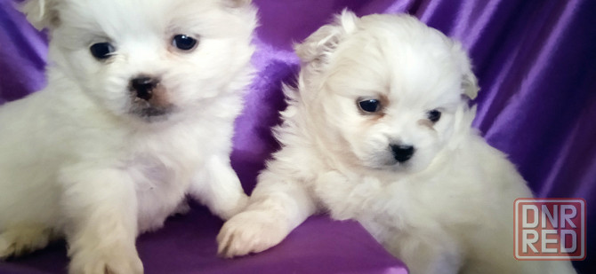 Слладкая парочка Донецк - изображение 5