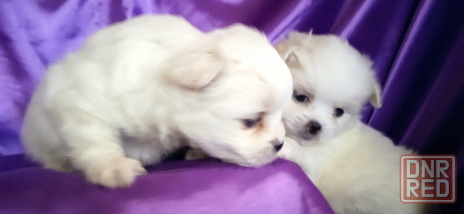 Слладкая парочка Донецк - изображение 3