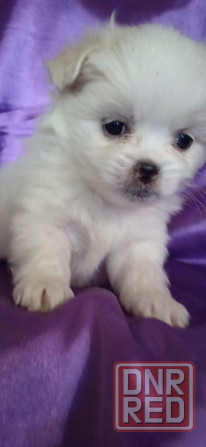 Слладкая парочка Донецк - изображение 1