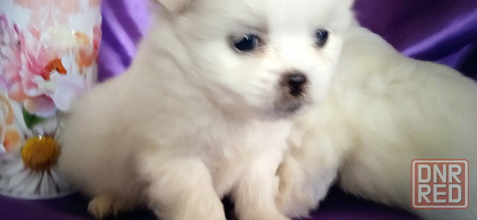 Слладкая парочка Донецк - изображение 4