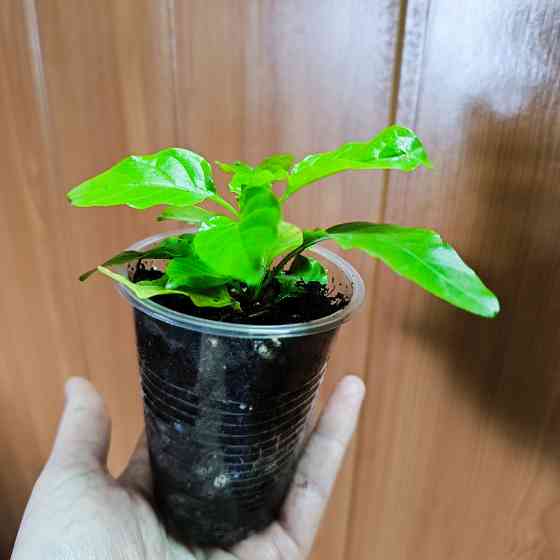 Кроссандра Донецк