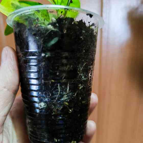 Кроссандра Донецк