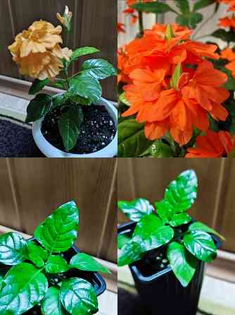 Кроссандра Донецк