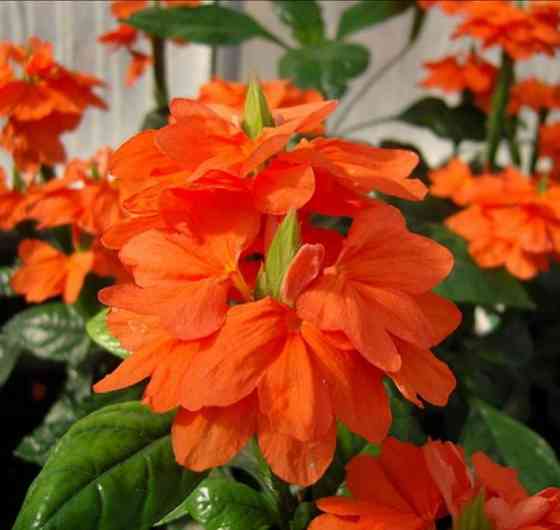 Кроссандра Донецк