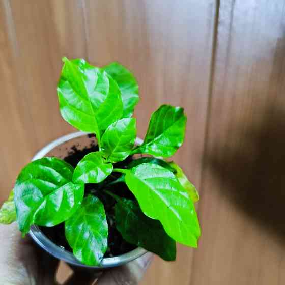 Кроссандра Донецк