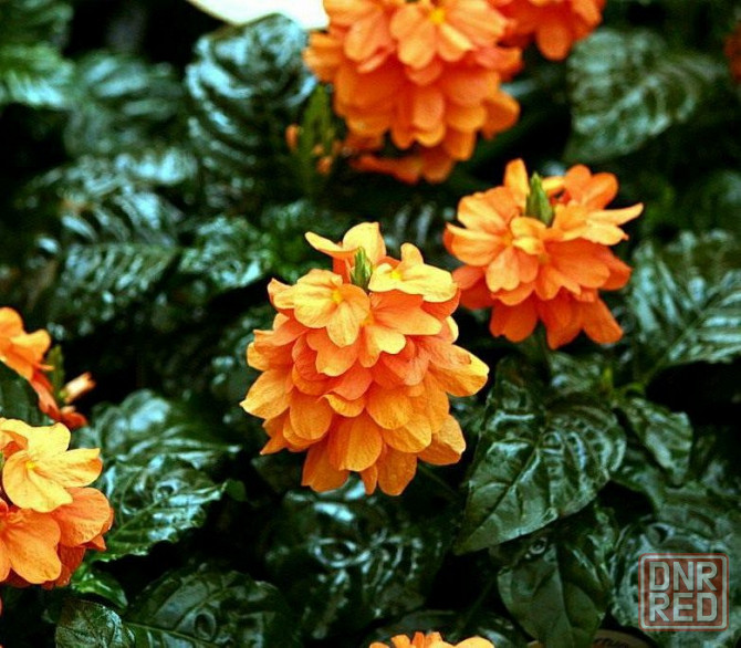 Кроссандра Донецк - изображение 2