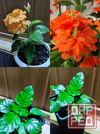 Кроссандра Донецк - изображение 1