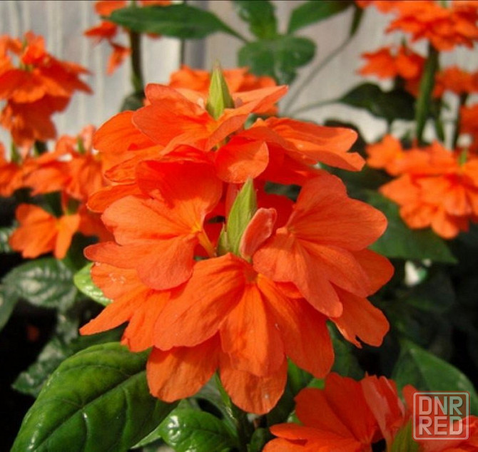 Кроссандра Донецк - изображение 1