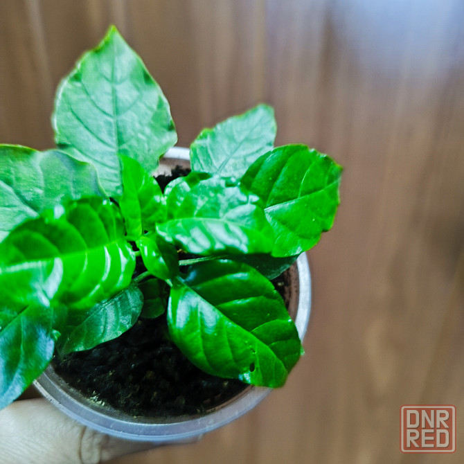 Кроссандра Донецк - изображение 3