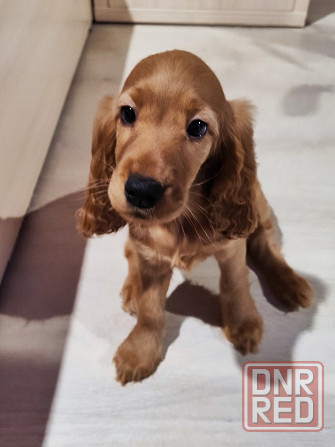 Английский кокер-спаниель Макеевка - изображение 1