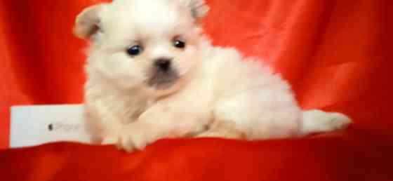 Мальчик крем Донецк