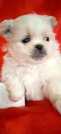 Мальчик крем Донецк