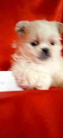 Мальчик крем Донецк